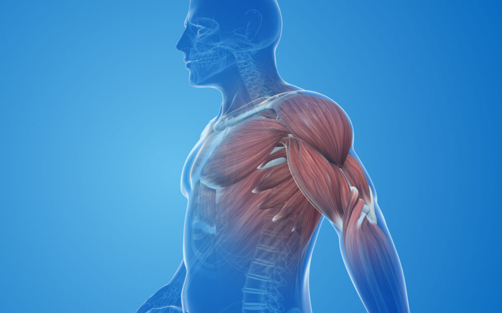 Market Dynamics Muscle Spasms Egypt